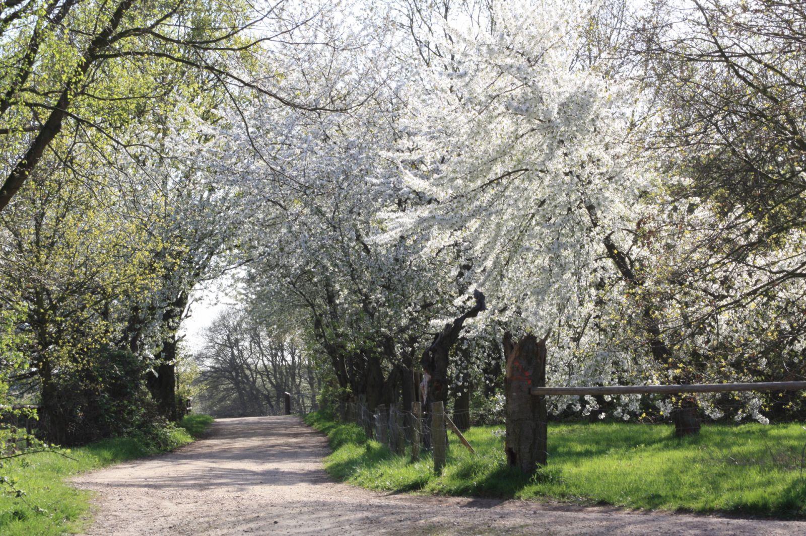 Obstbaumblüte am Brombeerweg Obstbaumblüte am Brombeerweg
