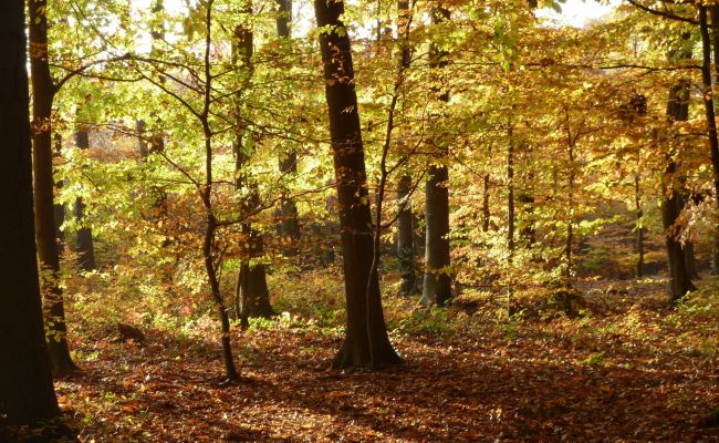 Herbstwaldführung 2025