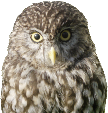 Das wachsame Auge im Vorgebirge Das wachsame Auge im Vorgebirge