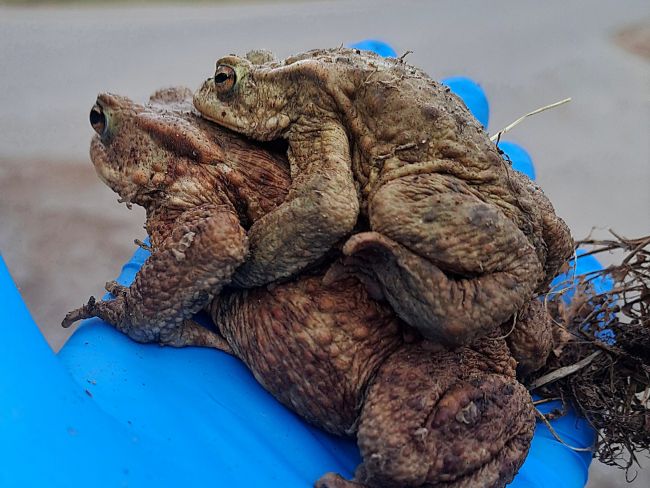 Erdkrötenpärchen am „Entenweiher“
