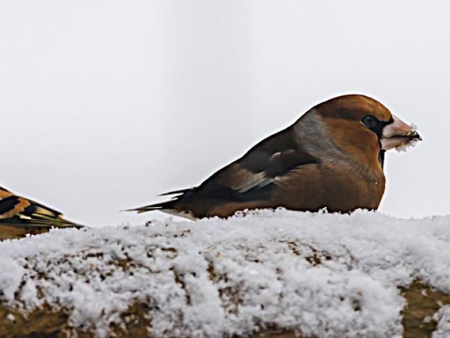 Fichtenkreuzschnabel Fichtenkreuzschnabel