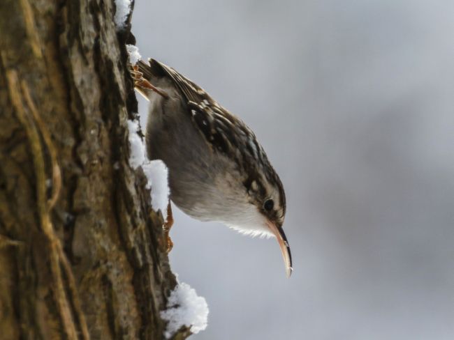 Gartenbaumläufer Gartenbaumläufer