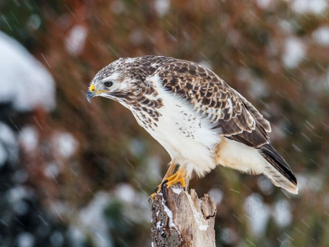 Mäusebussard Mäusebussard