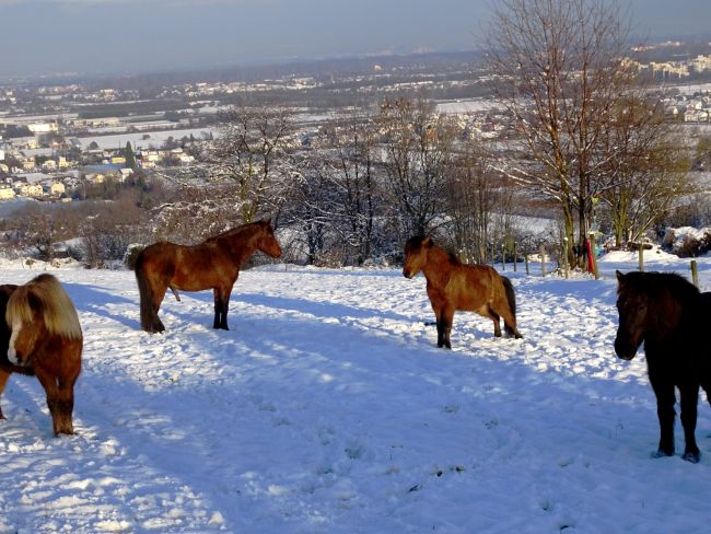Ponys im Vorgebirge Ponys im Vorgebirge