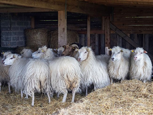 Schafe und Ziegen sind Landschaftspfleger