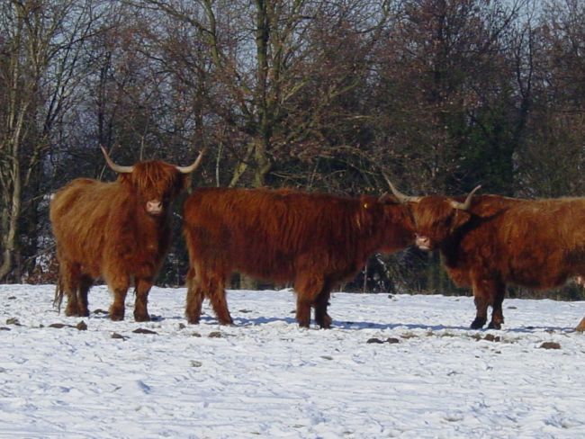 Schottische Hochlandrinder Schottische Hochlandrinder
