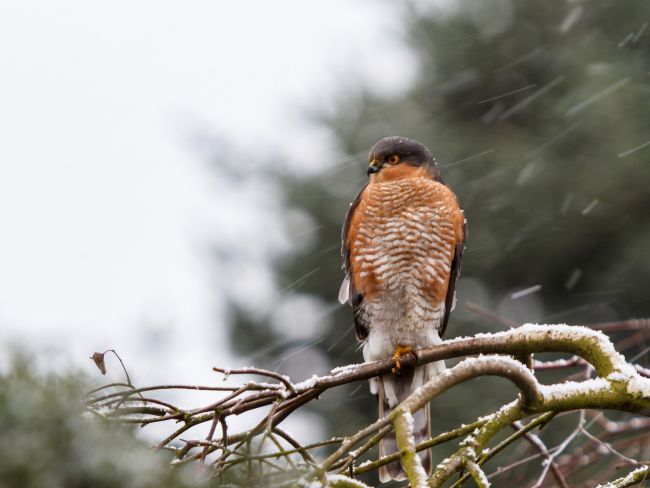 Sperbermännchen Sperbermännchen