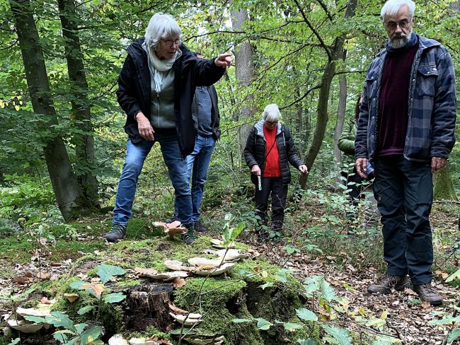 Symbiose zwischen Pilzen und Bäumen Symbiose zwischen Pilzen und Bäumen