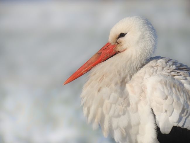 Weißstorch Weißstorch
